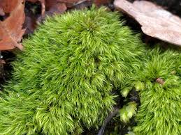 Image result for Dewevrella