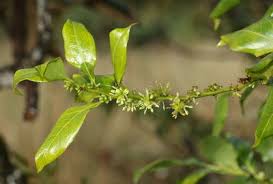 Image result for Haumaniastrum coriaceum