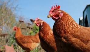 Why Have Chickens Quadrupled In Size Since The 1950s? - The Dodo