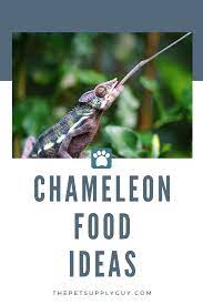 Chameleon Care Food Ideas Chameleons Best Food For Chameleons Buying Guide Thepetsupplyguy Pet Pets Animal Re Chameleon Food Chameleon Care Chameleon