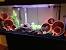 Easy Diy Diy Aquarium Decorations