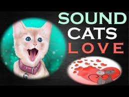 Sound Cats Love All Time Hq Cat Love Cat S Cat Day