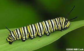 Check spelling or type a new query. Monarch Danaus Plexippus Black Caterpillar Monarch Black Stripes
