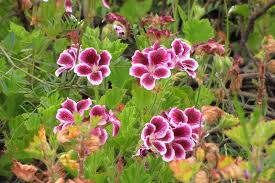 Image result for Geranium vagans