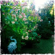 Image result for Rogiera amoena