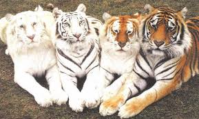 Knight Cat Animals Beautiful Animals Wild Cats