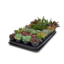 Is midland weather warmer or cooler than dodge city? Altman Plants 010800 Assorted Cactus And Succulents At Sutherlands
