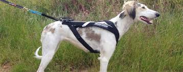 Not easing or letting up. Www Simply Outside Shop De Das Richtige Hundegeschirr Kaufst Du Bei Simply Outside