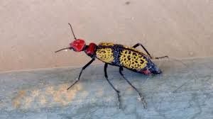 Iron Cross Blister Beetle Phoenix Az Beetle Iron Cross Pest Control