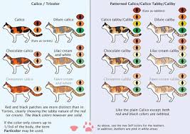 The Definitive Guide To House Cats Cat Colors Cats Cat