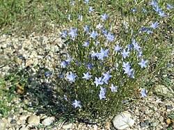 Image result for Wahlenbergia