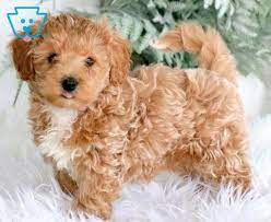 Sawyer Maltipoo Puppy For Sale Keystone Puppies In 2021 Maltipoo Puppy Maltipoo Puppies For Sale Puppy Adoption