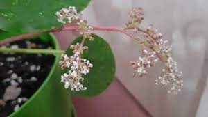 The tree has a very thick trunk that. Pilea Peperomioides Chinese Money Plant Blooming Youtube