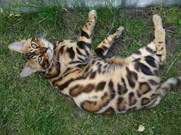 The bengal cats commonly known as leopard cat is native to the united states, california specifically. Bengal Cat Information Pictures Personality Care