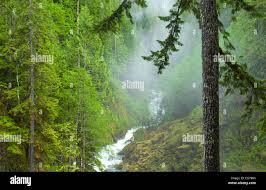 Misty washington woods hi-res stock photography and images