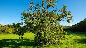Black cherry grow in a variety of soils. Curly Oaks Corkscrew Willows And More Woodland Trust