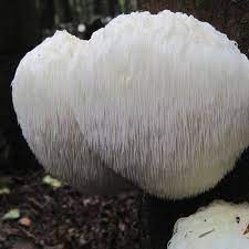 Each spawn block has been infused with lion's mane mushroom culture and is ready to spawn onto other wood substrates. Lions Mane Mushroom Organic Sawdust Spawn Grow On Logs