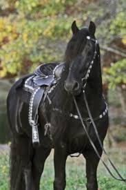 We D Love To Own Keegan J Horses Black Horses Horse Love