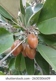 Image result for Manilkara kauki