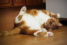 kak ponyat svoyu koshku masterskaya zhizni rastimul crazy cats cats cat biting