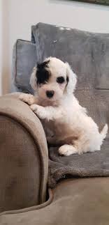 Kramer: "Hey, George. Lily." Susan: "No, Susan." Kramer: "No, no, it's  Lily." Susan. "I think I know my own name." George: "It's Susan." Kramer:  "Well, you- you look like a Lily."