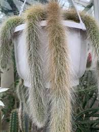 Since they are rapid growers need plenty of space for their sun exposure: Monkey S Tail Cactus 10 Seeds Rareplant