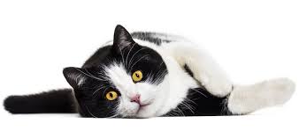 Because black and white male cat names can of course be based on human names, not just their gorgeous coats. 300 Black And White Cat Names Oreo Panda Patch More My Pet S Name