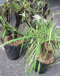 Image result for Xerophyta argentea