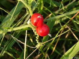 Image result for Cucumis maderaspatanus