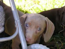 Jun 08, 2021 · puppies for sale near lake charles, louisiana, usa, page 1 (10 per page) puppyfinder.com is your source for finding an ideal puppy for sale near lake charles, louisiana, usa area. Puppies In Louisiana
