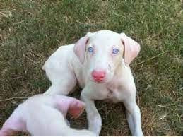 White Doberman Puppies Google Search White Doberman Pinscher Doberman Puppy Doberman Pinscher