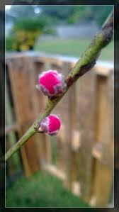 Japanese red maple have brilliant red leaves. Peppermint Flowering Peach Tree