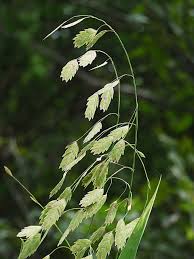 Image result for Chasmanthium latifolium
