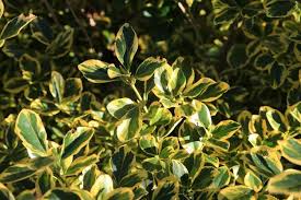 Image result for Terminalia neotaliala