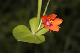 Image result for Anagallis oligantha