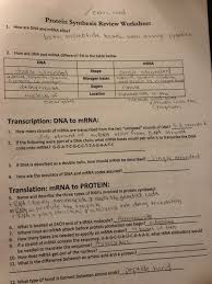 Accelerate your learning using questions and answers written by biology messenger rna molecules are synthesized within the nucleus, pass through the pores of the nuclear membrane and enter the cytoplasm to reach the. Solved Protein Synthesis Review Worksheet 1 How Are Dna Chegg Com