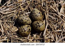 Image result for Emilia limosa