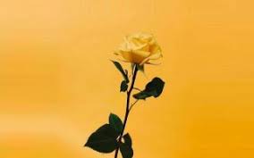 You'll be able to find an image (or. Yellow Aesthetic Desktop Backgrounds Hd 2021 Cute Wallpapers