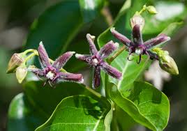 Image result for Periploca