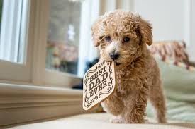 Pet grooming the good the bad the furry tuesdays tip scissoring pom poms on a poodle. Are Poodles Good Family Dogs Neeness