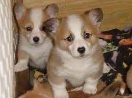 She is full akc registered. 2 Beautiful Females 2 Males Pembroke Welsh Corgi Puppies For Sale In Colorado Springs Colorado Classified Americanlisted Com