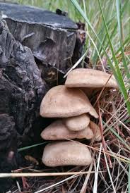 Image result for Paxillus panuoides
