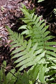 Image result for Christella dentata