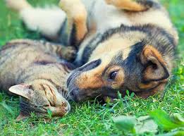 Human sacrifice, dogs and cats living together. Cat And Dog Playing Drawing Novocom Top