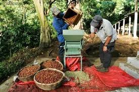 Despulpadora De Cafe Colombia Buscar Con Google Kaffee