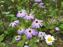 It is a borderline plant north of zone 6 but may survive in zone 5 if covered with mulch through the winter. 10 Beautiful Native Irish Wildflowers To Look For This Spring And Summer