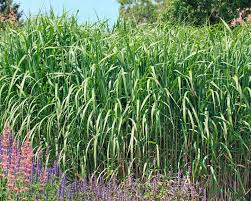 Der sogenannte riesenchinaschilf, miscanthus x giganteus 'aksel olsen' (auch unter dem synonym miscanthus floridulus im handel). Elefantengras Riesen Chinaschilf Pflanzen Pflegen Mein Schoner Garten