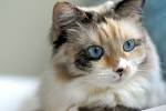 46 Best Snowshoe & Ragdoll Cats images | Cats, Cute cats ...
