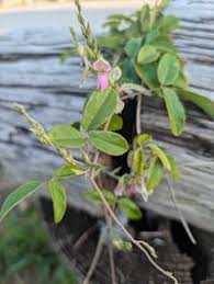 Image result for Galactia striata