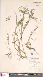 Image result for Kyllinga merxmuelleri